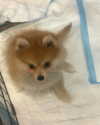 yippeeangel Altpins Profile Picture