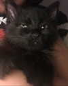 yippeeangel Altpins Profile Picture
