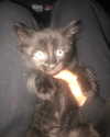 yippeeangel Altpins Profile Picture