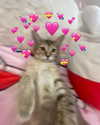yippeeangel Altpins Profile Picture