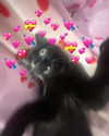 yippeeangel Altpins Profile Picture