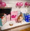 yippeeangel Altpins Profile Picture