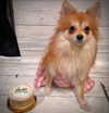 yippeeangel Altpins Profile Picture