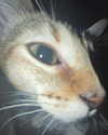yippeeangel Altpins Profile Picture