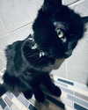 yippeeangel Altpins Profile Picture