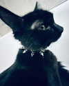 yippeeangel Altpins Profile Picture