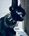 yippeeangel Altpins Profile Picture