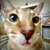 yippeeangel Altpins Profile Picture