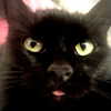 yippeeangel Altpins Profile Picture