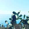 zayantewillow Altpins Profile Picture