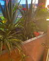 zayantewillow Altpins Profile Picture
