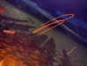 zayantewillow Altpins Profile Picture