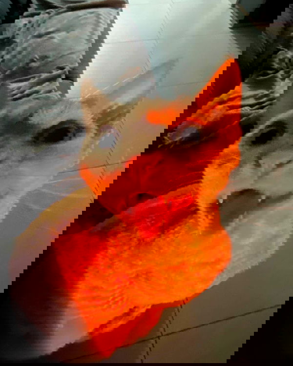 zlata_shipulin zlata_shipulin archive image