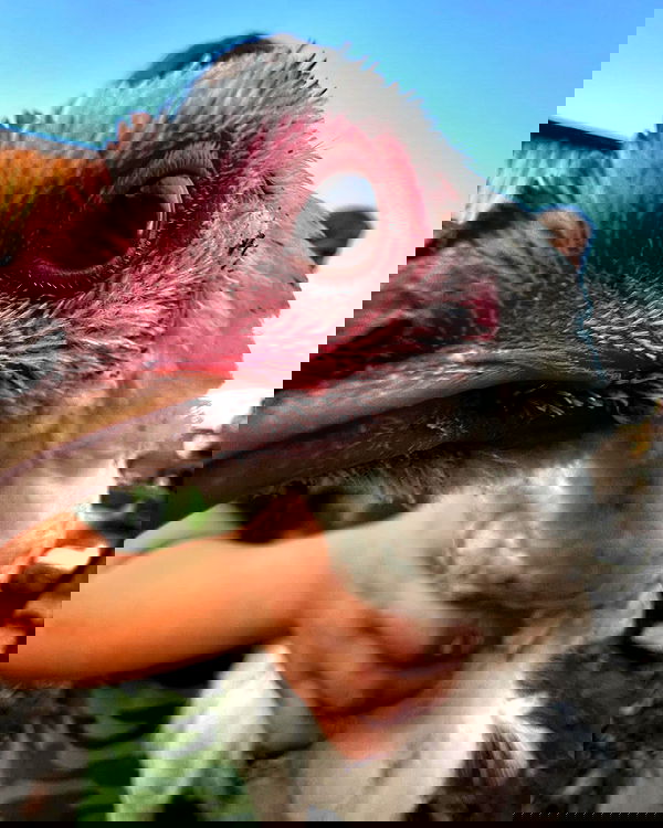 zlata_shipulin zlata_shipulin archive image