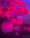 zoe.glover Altpins Profile Picture