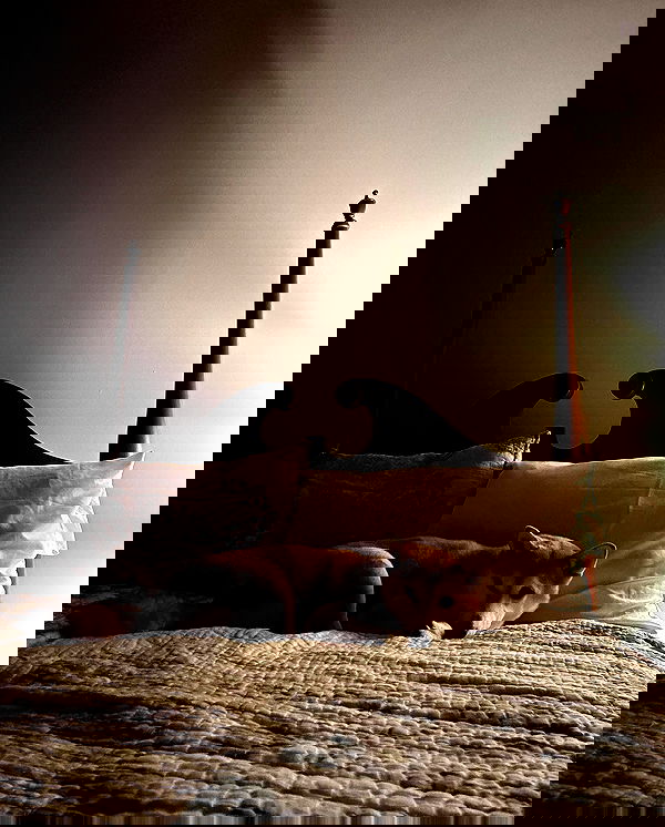 zommmbri image ~ Altpins