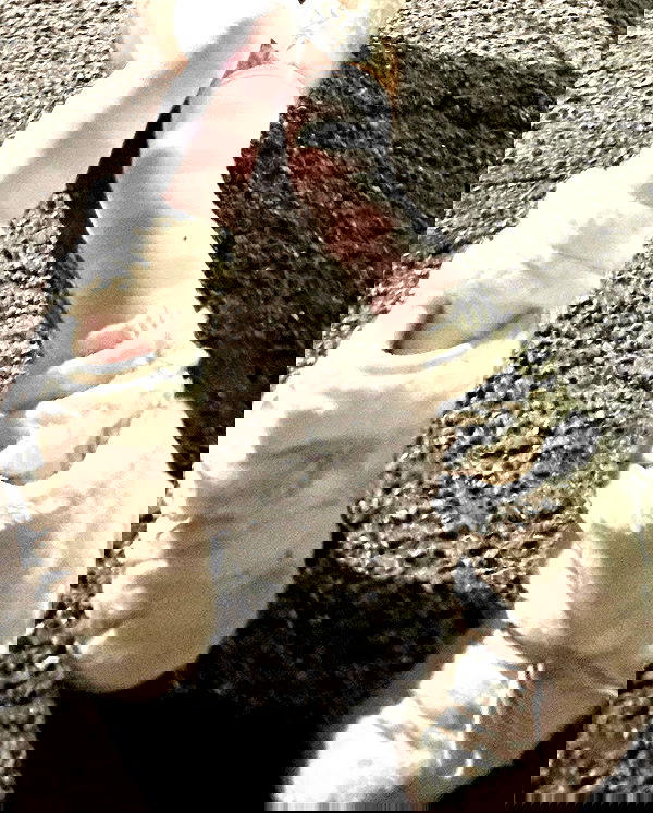 zommmbri image ~ Altpins