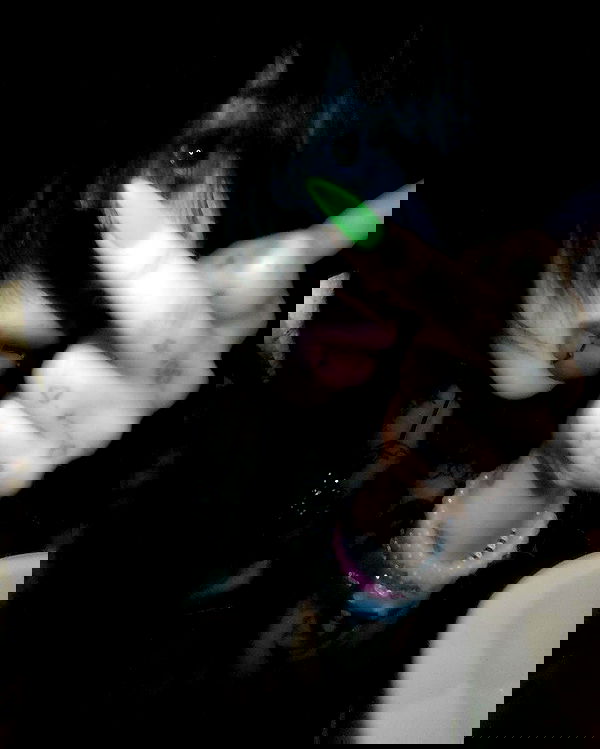 zommmbri image ~ Altpins