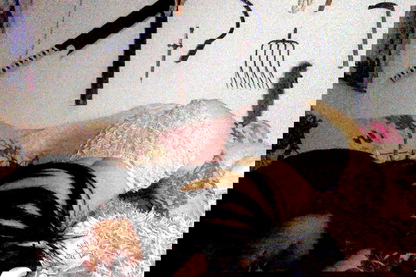 zommmbri image ~ Altpins