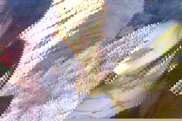 zommmbri image ~ Altpins