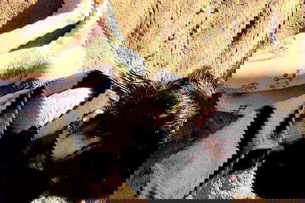 zommmbri image ~ Altpins