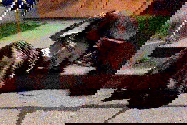 zommmbri image ~ Altpins