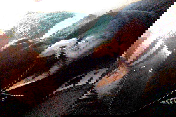 zommmbri image ~ Altpins