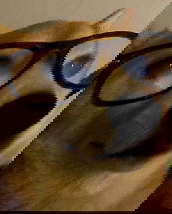 zommmbri image ~ Altpins