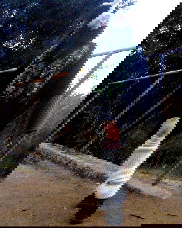 zommmbri image ~ Altpins