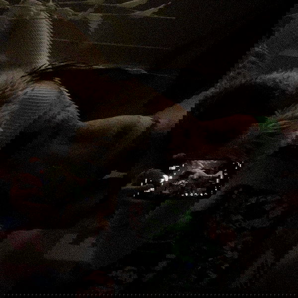 zommmbri image ~ Altpins