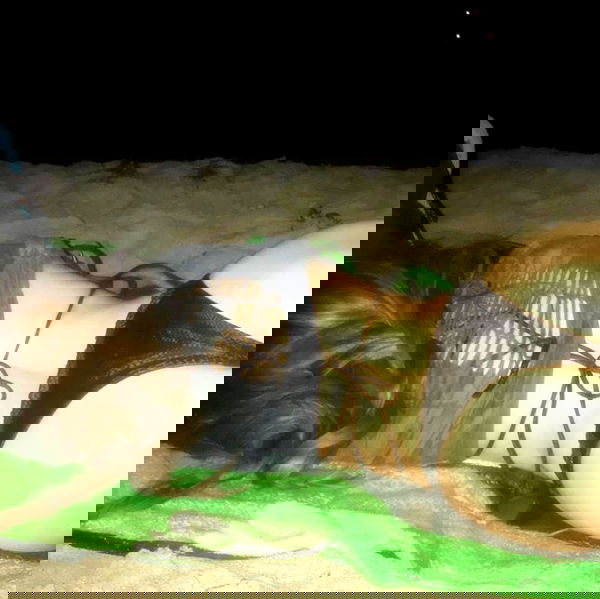 zommmbri image ~ Altpins