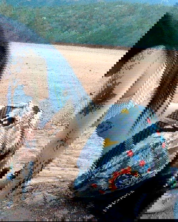 zommmbri image ~ Altpins