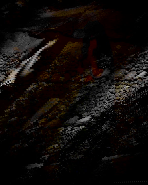 zommmbri image ~ Altpins