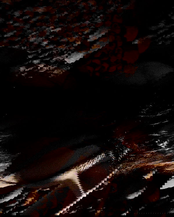 zommmbri image ~ Altpins