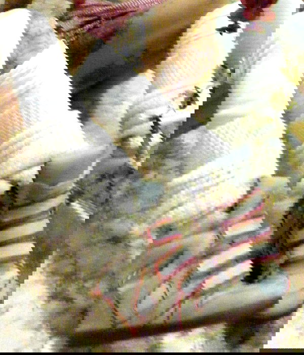 zommmbri image ~ Altpins