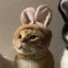 cyberkitty_____ Altpins Profile Picture