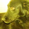 kitty___kitty16 Altpins Profile Picture