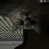 ok_kuv Altpins Profile Picture