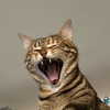 redeaddddd Altpins Profile Picture