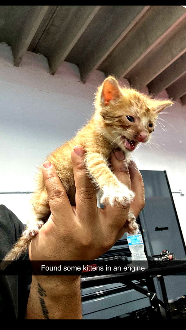 abbyy.irl image ~ Altpins