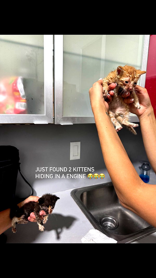 abbyy.irl image ~ Altpins