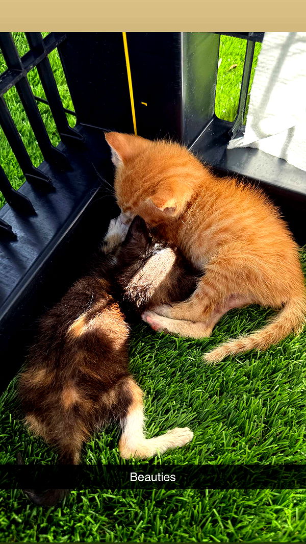 abbyy.irl image ~ Altpins