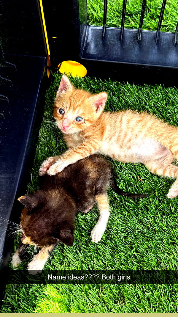 abbyy.irl image ~ Altpins