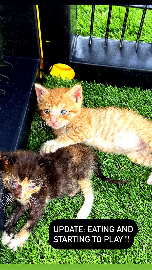 abbyy.irl image ~ Altpins