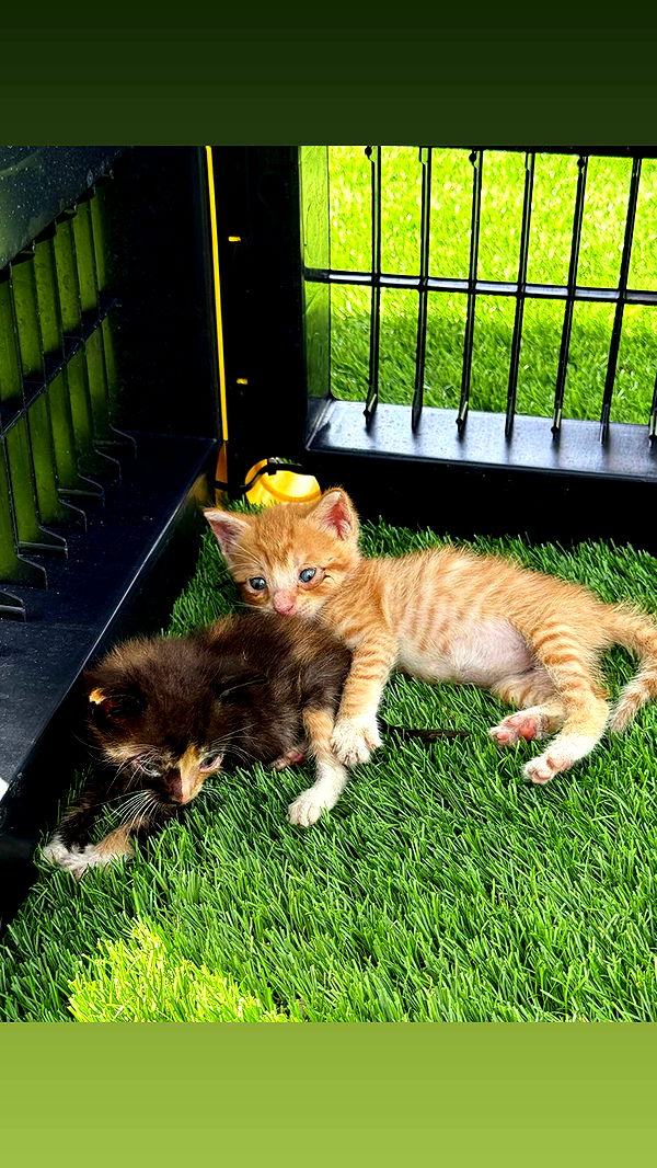 abbyy.irl image ~ Altpins