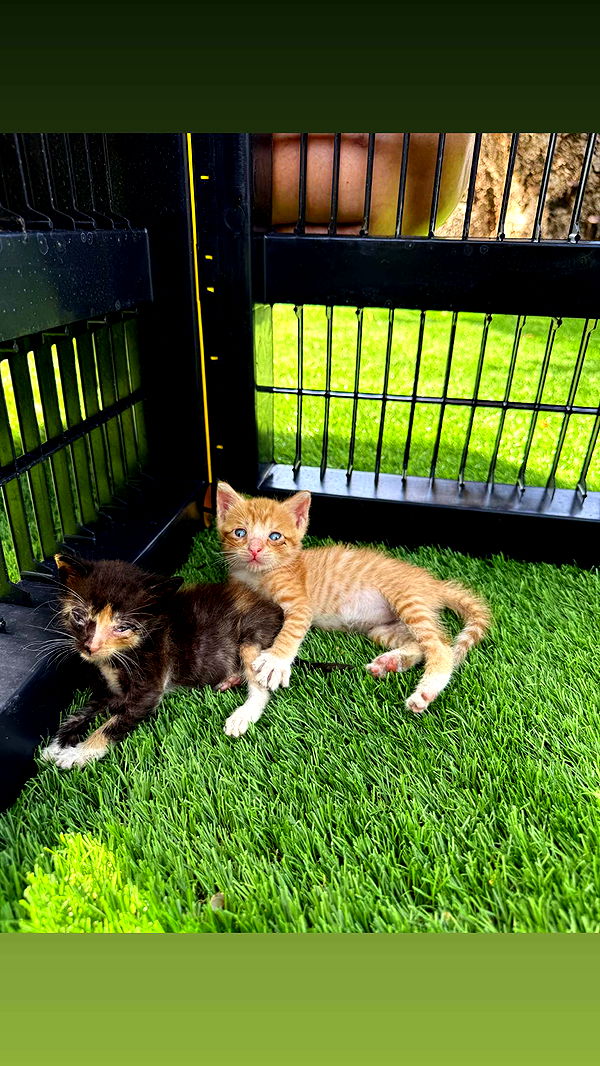 abbyy.irl image ~ Altpins