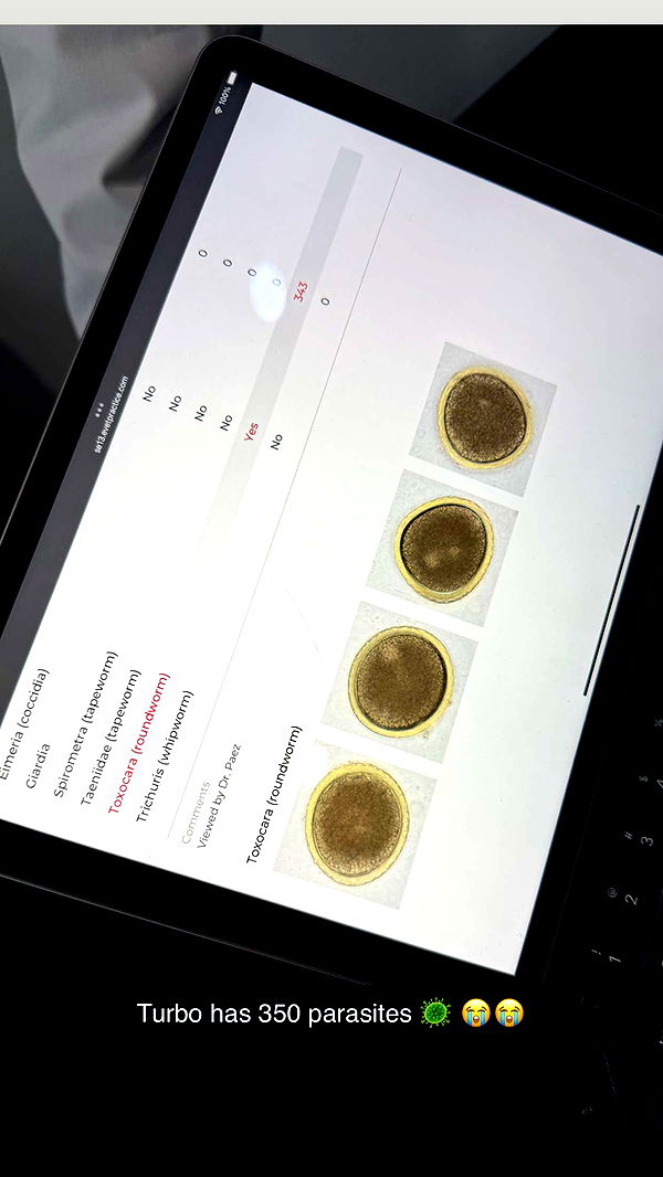 abbyy.irl image ~ Altpins