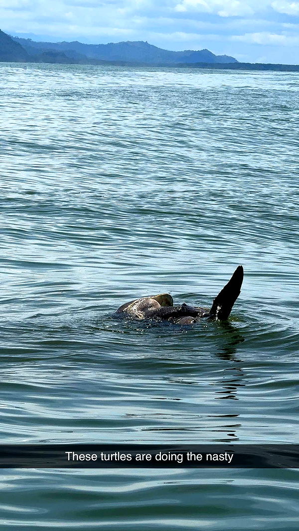 abbyy.irl image ~ Altpins