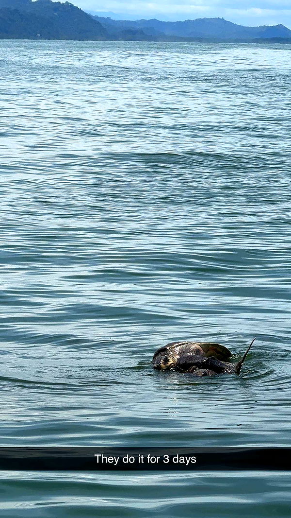 abbyy.irl image ~ Altpins