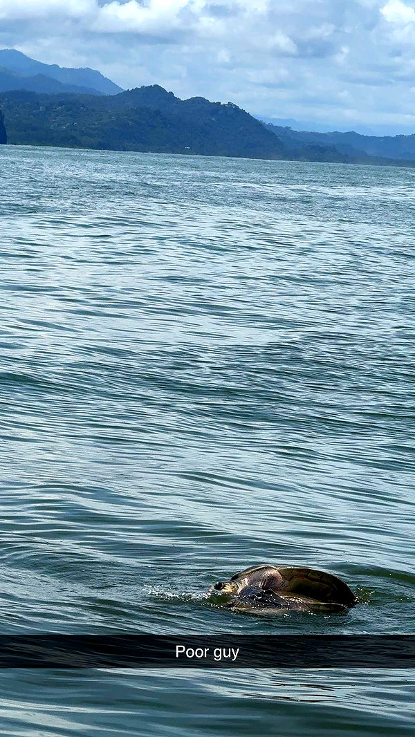 abbyy.irl image ~ Altpins